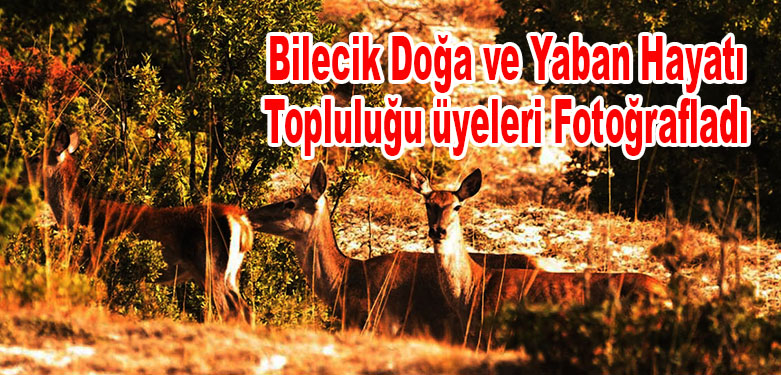YABAN