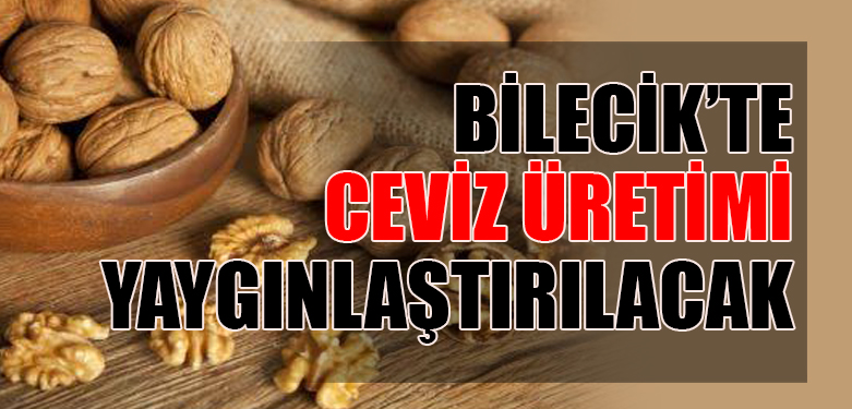 CEVİZ ÜRETİMİ