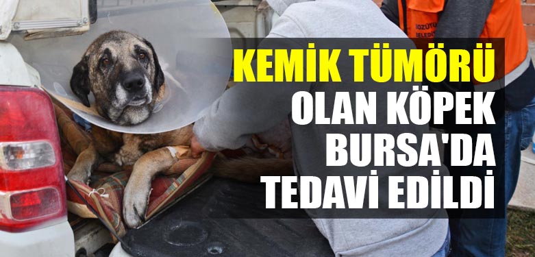 KÖPEK