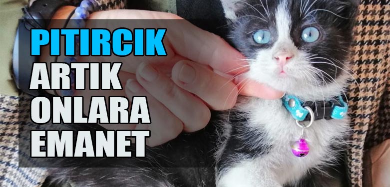 PITIRCIK