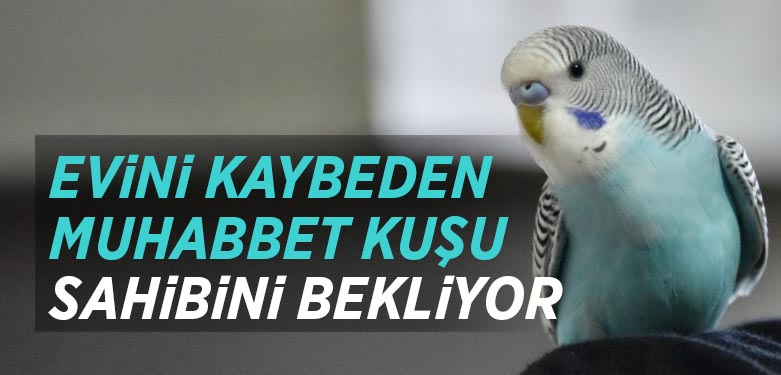 cibili cibili şak şak şak