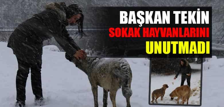BAK;AN TEKİN