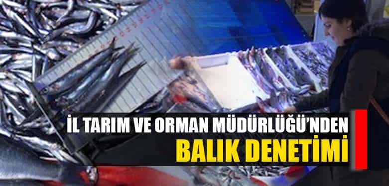 balık denetimi