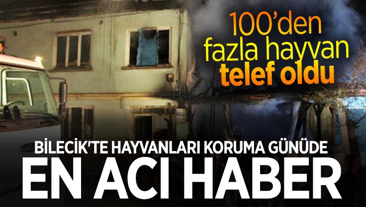 BİLECİK'TE HAYVANLARI KORUMA GÜNÜDE EN ACI HABER