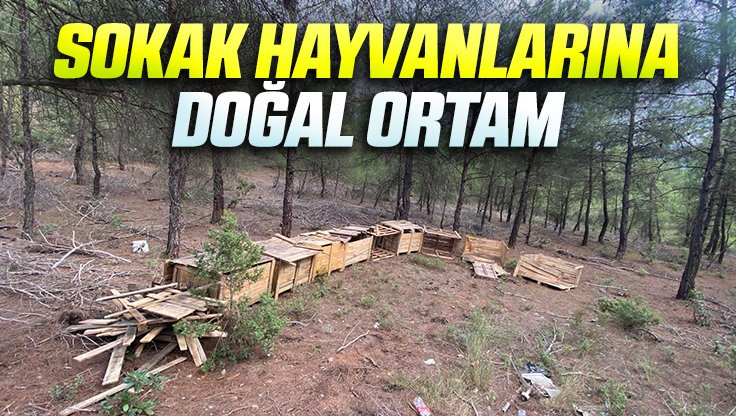 SOKAK HAYVANLARINA DOĞAL ORTAM