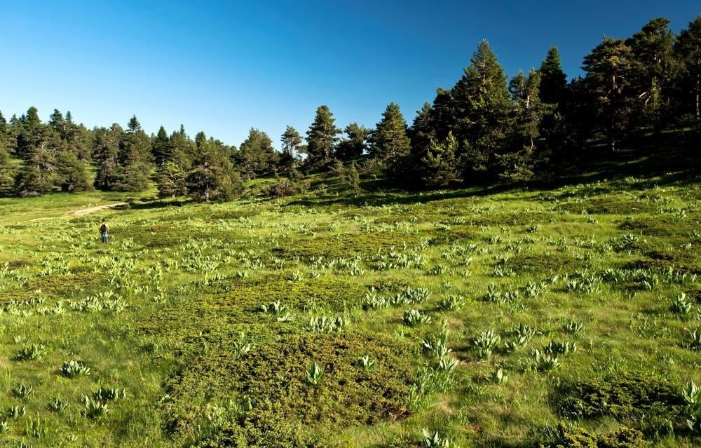 bilecik-haber_bekle-bizi-cicekli-yayla-324.jpg