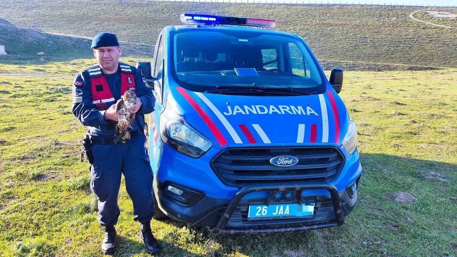 bilecik-haber_yarali-halde-bulunan-sahin-jandarma-ekiplerince-tedavi-ettirildi-12209.jpg