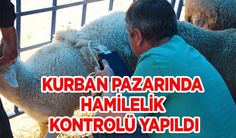 KURBAN PAZARINDA DİŞİ HAYVANLARA ULTRASON CİHAZIYLA HAMİLELİK KONTROLÜ YAPILDI
