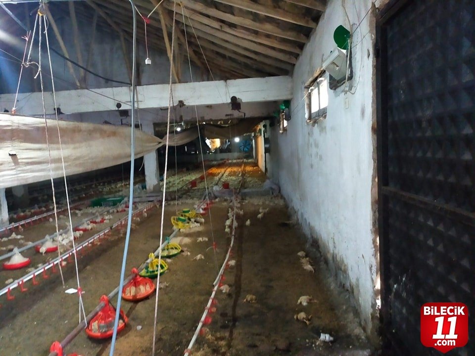 bilecik-haber_asiri-yagis-tavuk-ciftligini-vurdu-20499.jpg