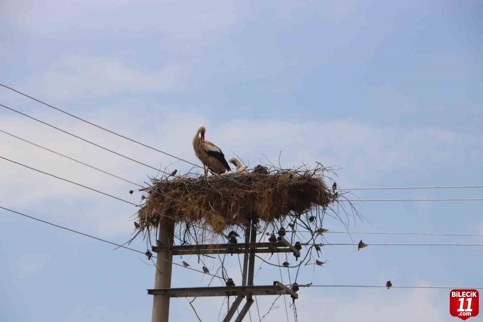 bilecik-haber_bu-leylekler-15-yildir-ayni-yere-yuva-yapiyor-19694.jpg