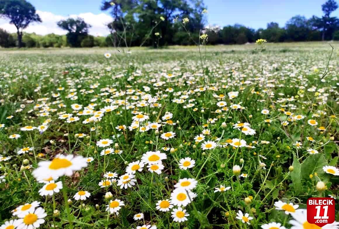 bilecik-haber_cicek-acan-papatyalar-dogayi-susledi-19774.jpg