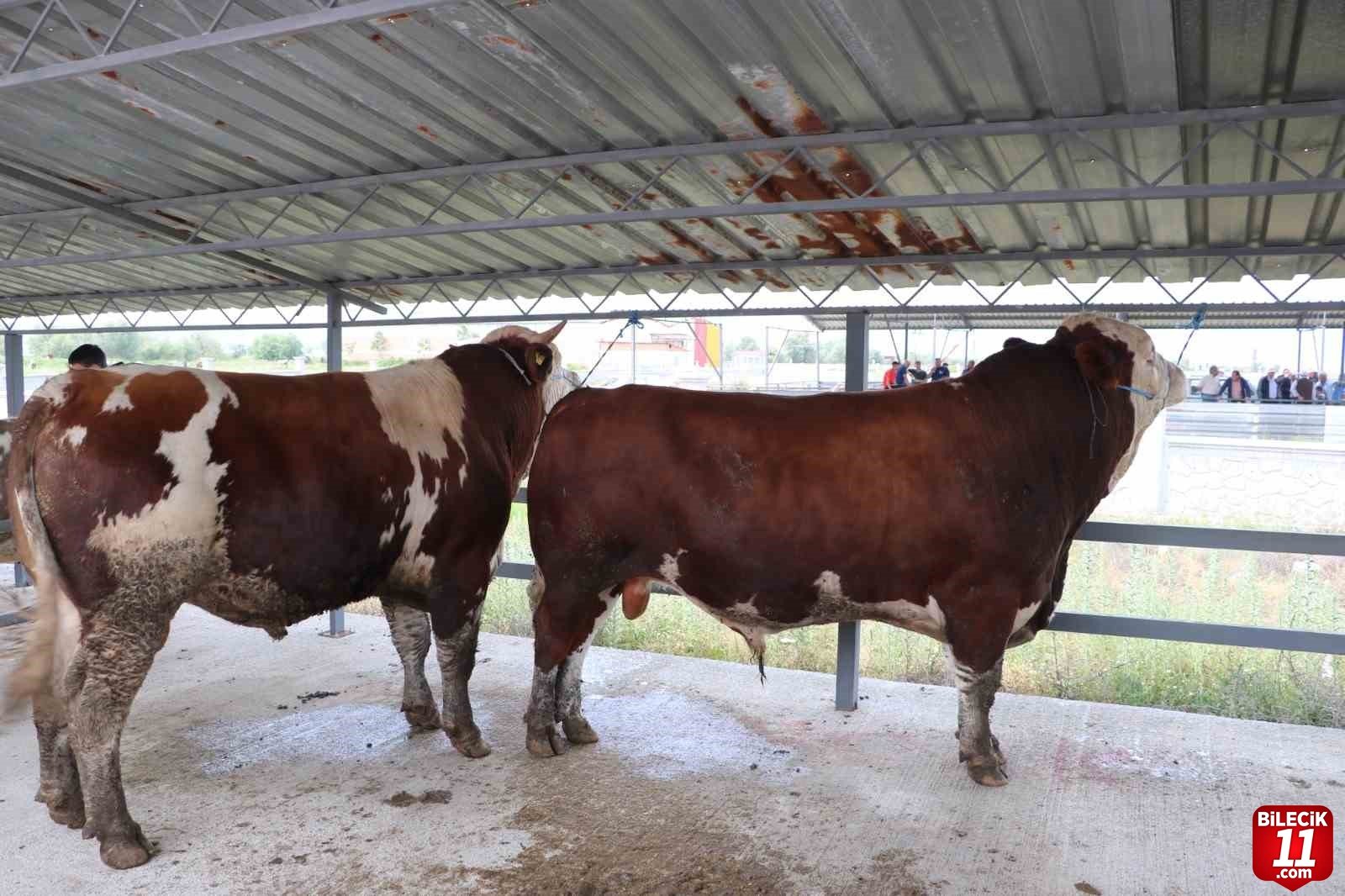 bilecik-haber_hayvan-pazarinin-1-er-tonluk-danalari-alicisini-bekliyor-20802.jpg