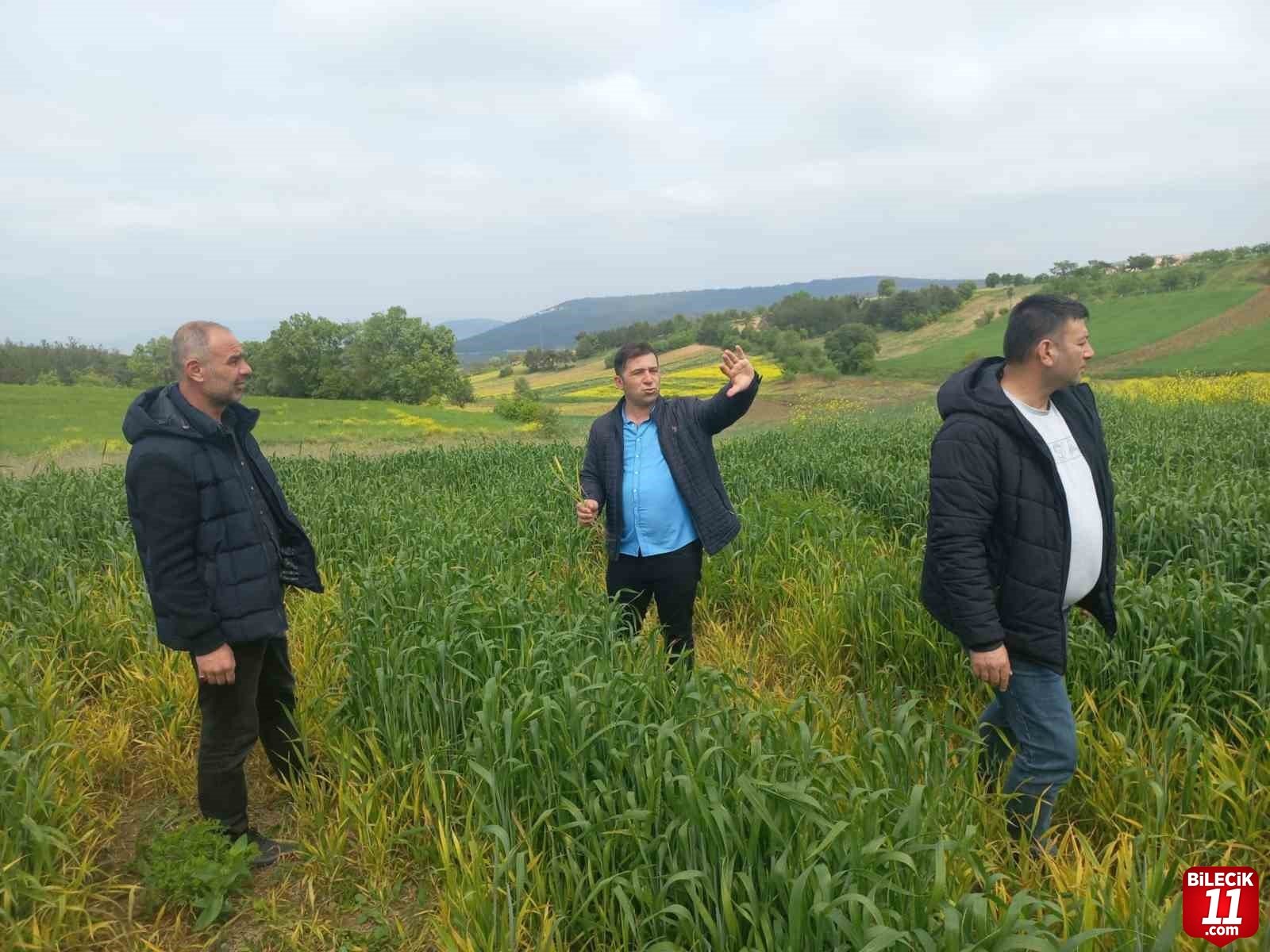 bilecik-haber_hububat-hastalik-ve-zararli-kontrolleri-gerceklestirildi-24371.jpg