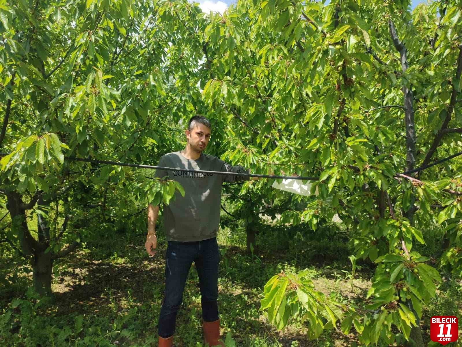 bilecik-haber_kiraz-bahcelerinde-akdeniz-meyve-sinegine-karsi-baslatilan-mucadele-suruyor-19070.jpg