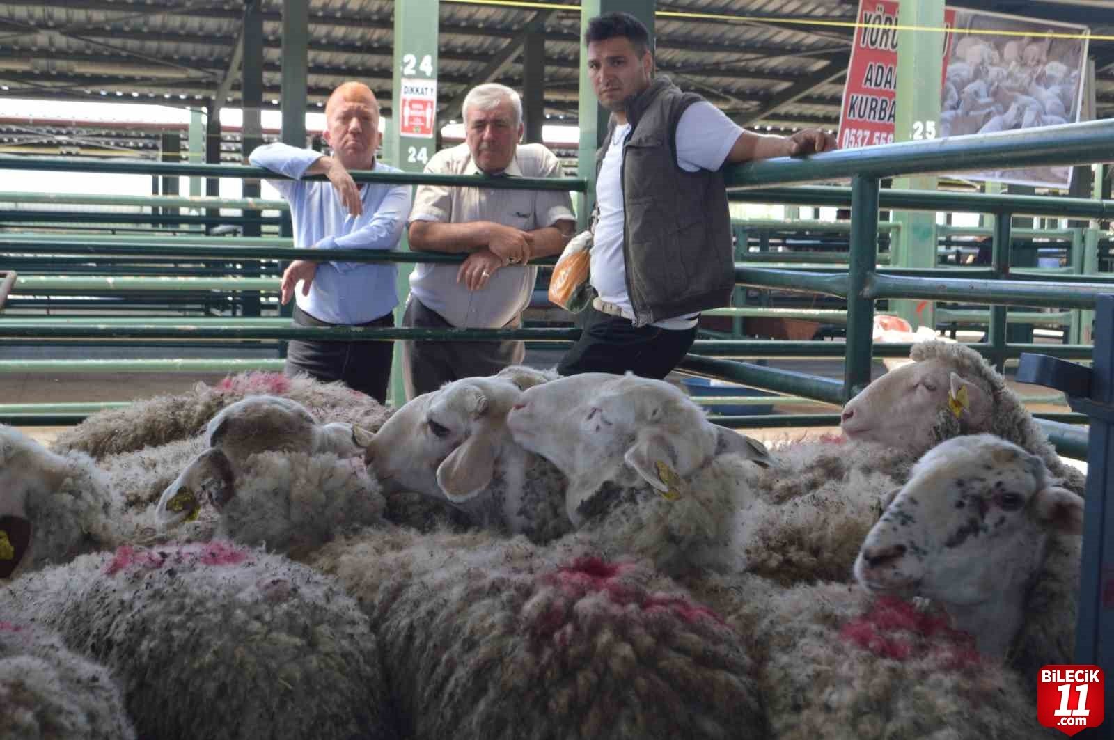 bilecik-haber_tavsanli-da-hayvan-pazarinda-ilk-gun-25489.jpg