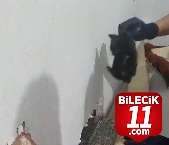 bilecik-haber_tavsanli-da-iki-duvar-arasinda-sikisan-yavru-kedi-itfaiye-ekiplerince-kurtarildi-24514.jpg
