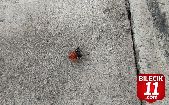 bilecik-haber_zehirli-ugur-bocegi-orumcegi-bu-kez-kent-merkezinde-goruldu-24094.jpg