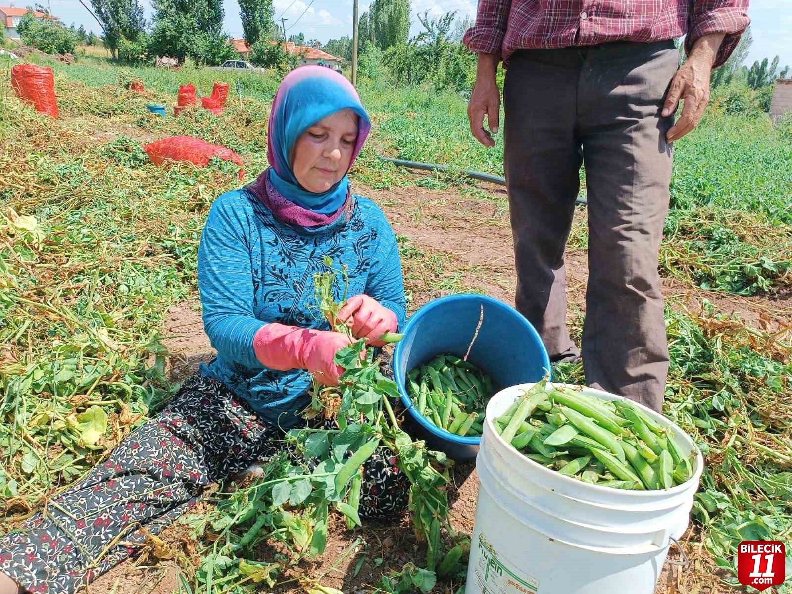 bilecik-haber_alternatif-urun-olarak-ekimi-gerceklestirilen-bezelyede-hasat-basladi-28069.jpg