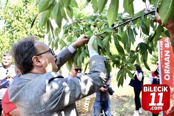 bilecik-haber_golpazari-nda-ilk-kiraz-hasadi-yapildi-26930.jpg