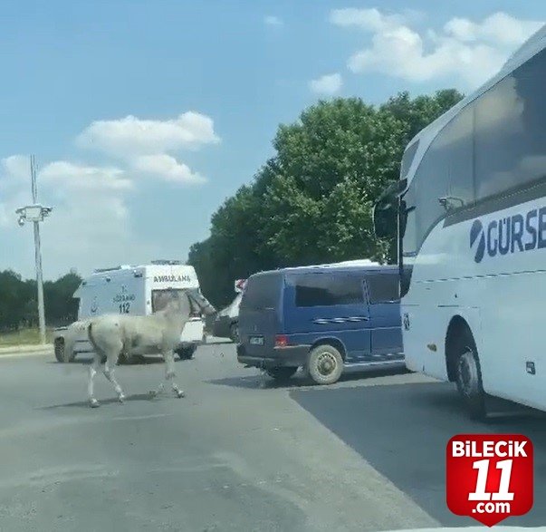 bilecik-haber_minibusun-arkasina-at-baglayan-surucu-hakkinda-gozalti-karari-cikartildi-27886.jpg