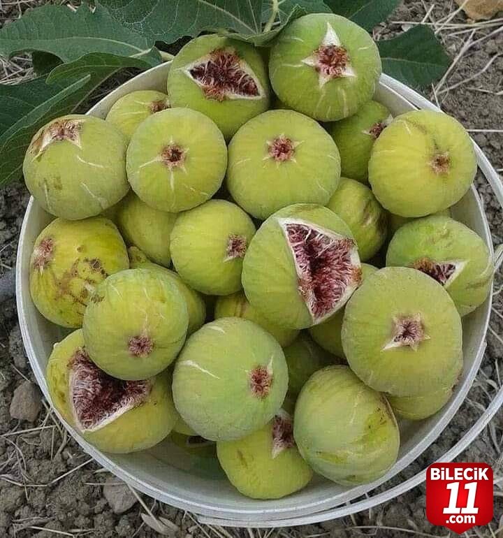 bilecik-haber_bunu-biliyor-muydunuz-incir-agaci-neden-cicek-acmaz-44307.jpg