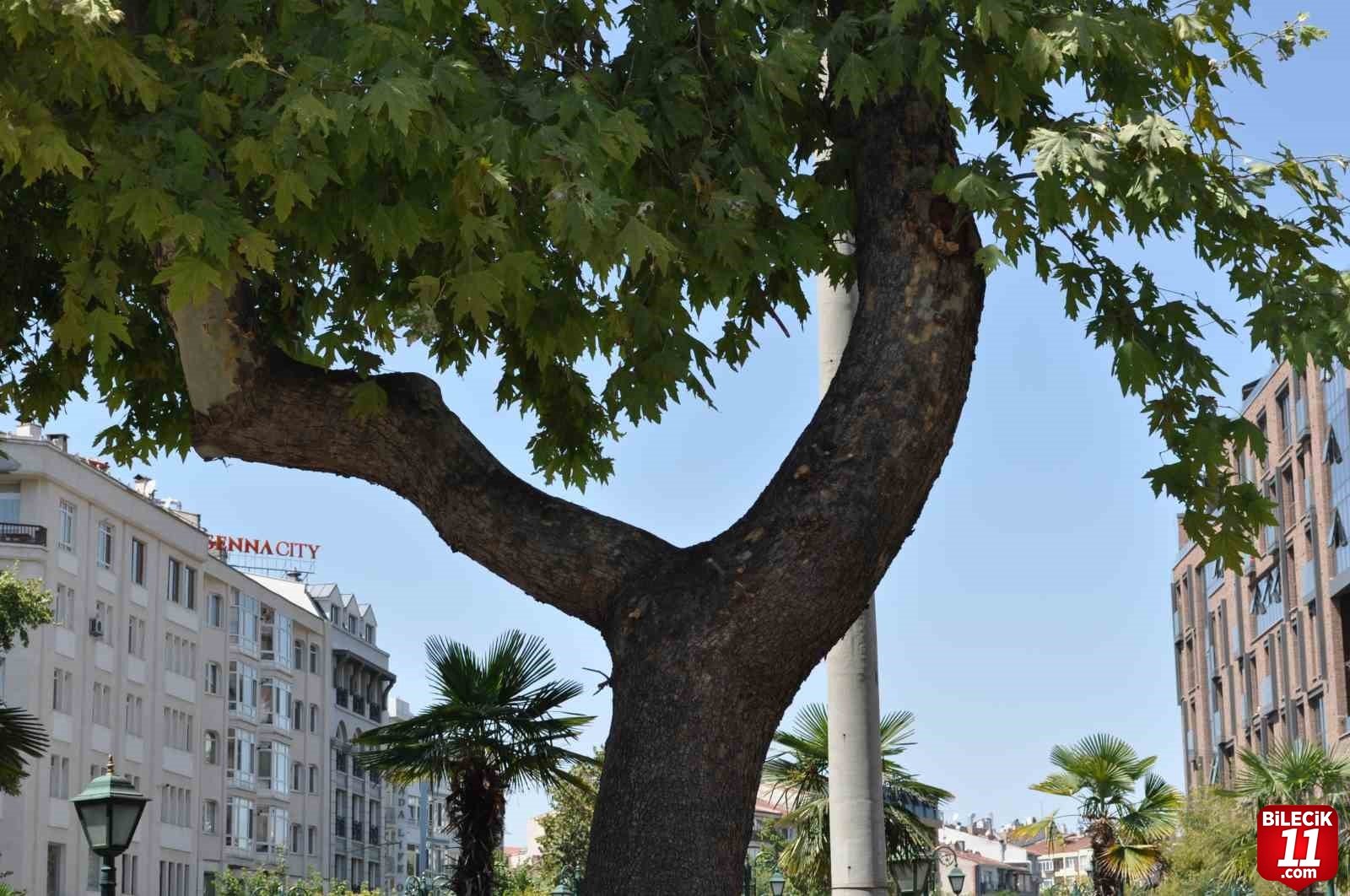 bilecik-haber_dali-enerji-tellerine-devrilen-agac-budandi-43029.jpg