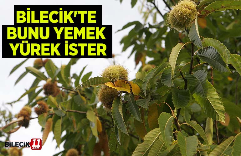 tır