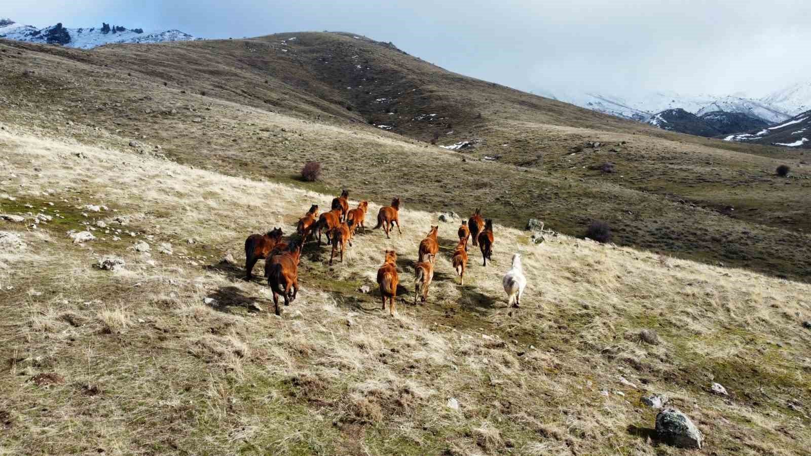 bilecik-haber_gunesi-goren-yilki-atlari-indikleri-yaylalarda-havadan-goruntulendi-96218.jpg