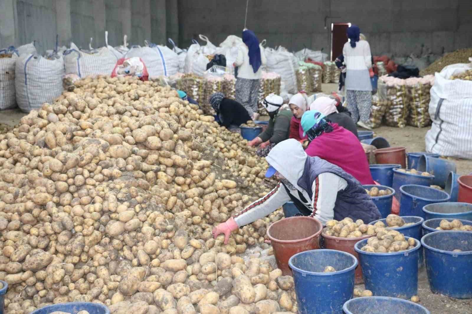 bilecik-haber_patates-iscisi-kadinlar-8-mart-i-islerinin-basinda-gecirdi-99326.jpg