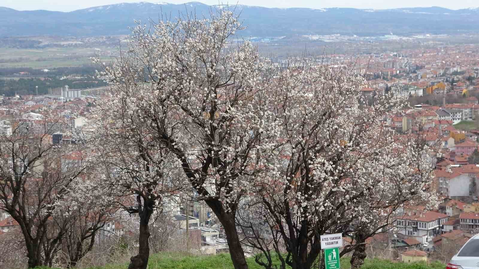 bilecik-haber_badem-agaclari-bu-yil-zamaninda-cicek-acti-105494.jpg
