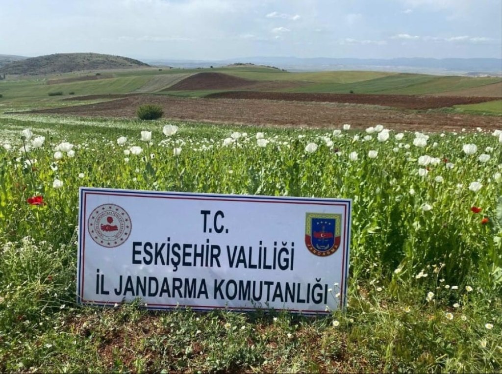 bilecik-haber_23-bin-metrekare-alana-ekilen-22-bin-580-kok-hashas-bitkisi-imha-edildi-7311.jpg