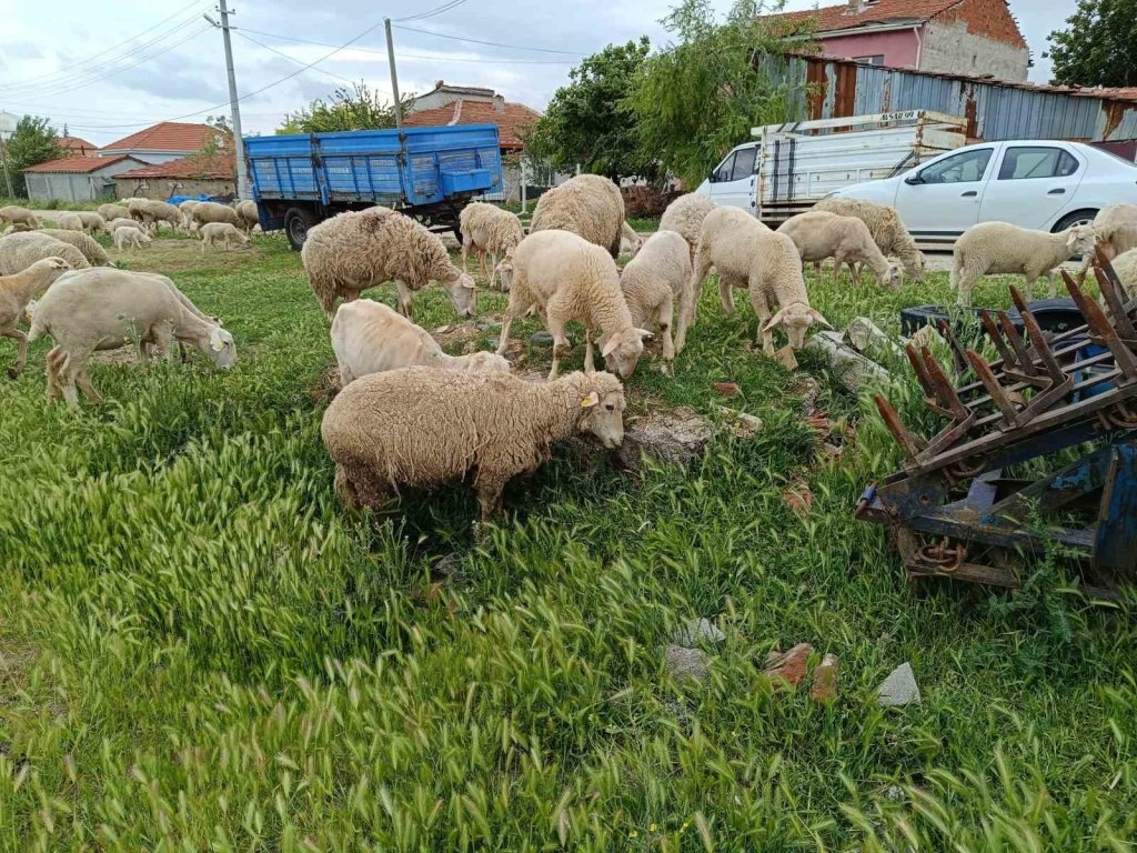 bilecik-haber_eskisehir-de-kurbanlik-kucukbas-fiyati-10-bin-ile-25-bin-lira-arasinda-degisiyor-4009.jpg