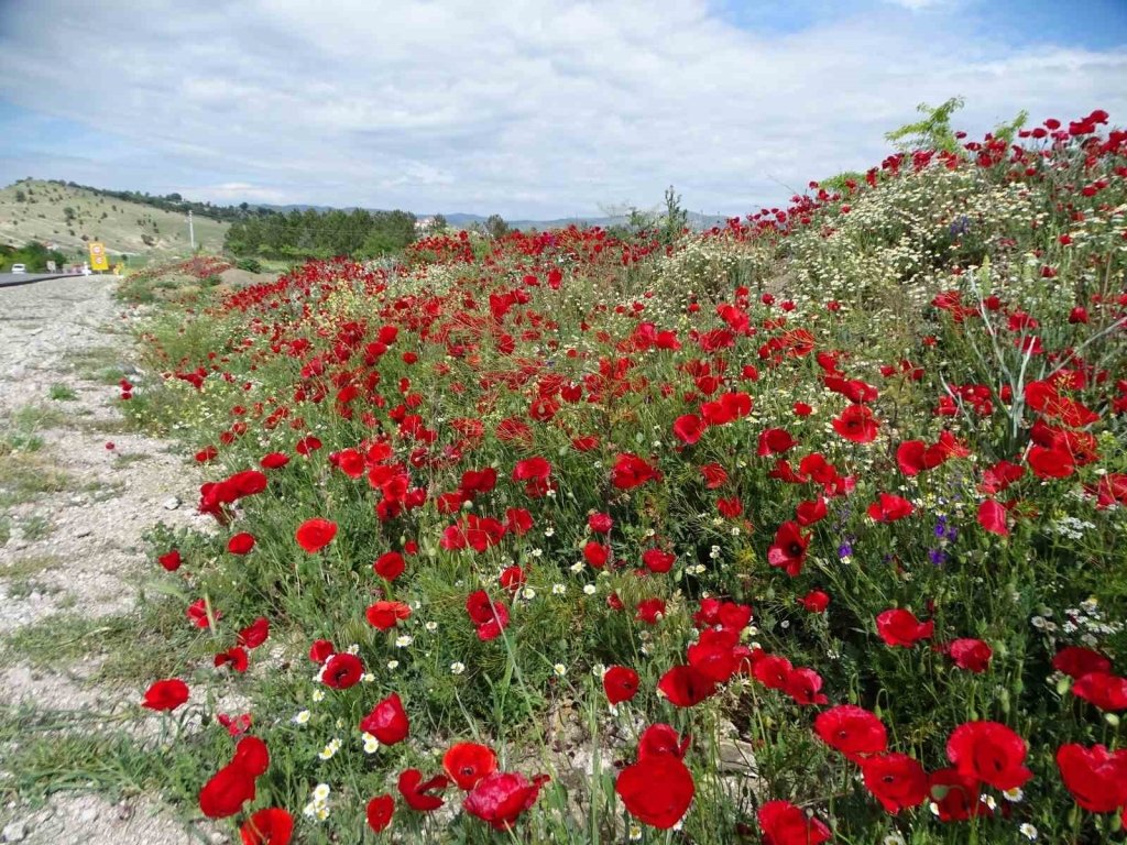 bilecik-haber_hisarcik-ta-gelincik-ciceklerinden-gorsel-solen-5694.jpg