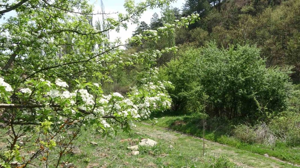 bilecik-haber_ilica-da-ilkbahar-guzelligi-2255.jpg