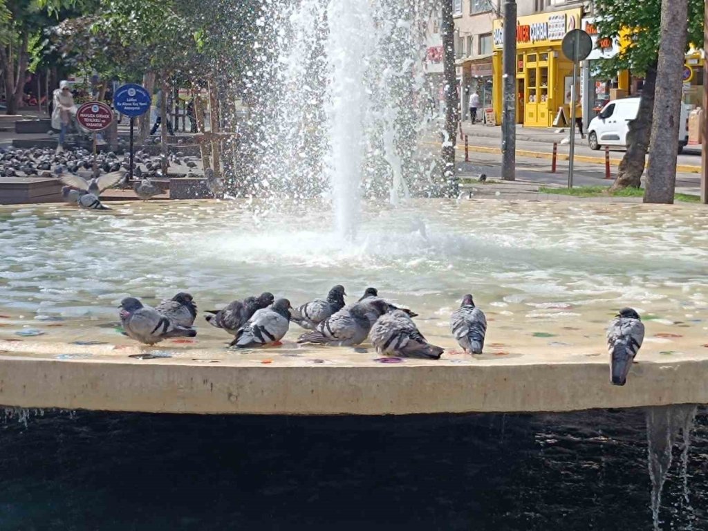bilecik-haber_sicaktan-bunalan-guvercinler-havuzda-keyif-yapti-5245.jpg