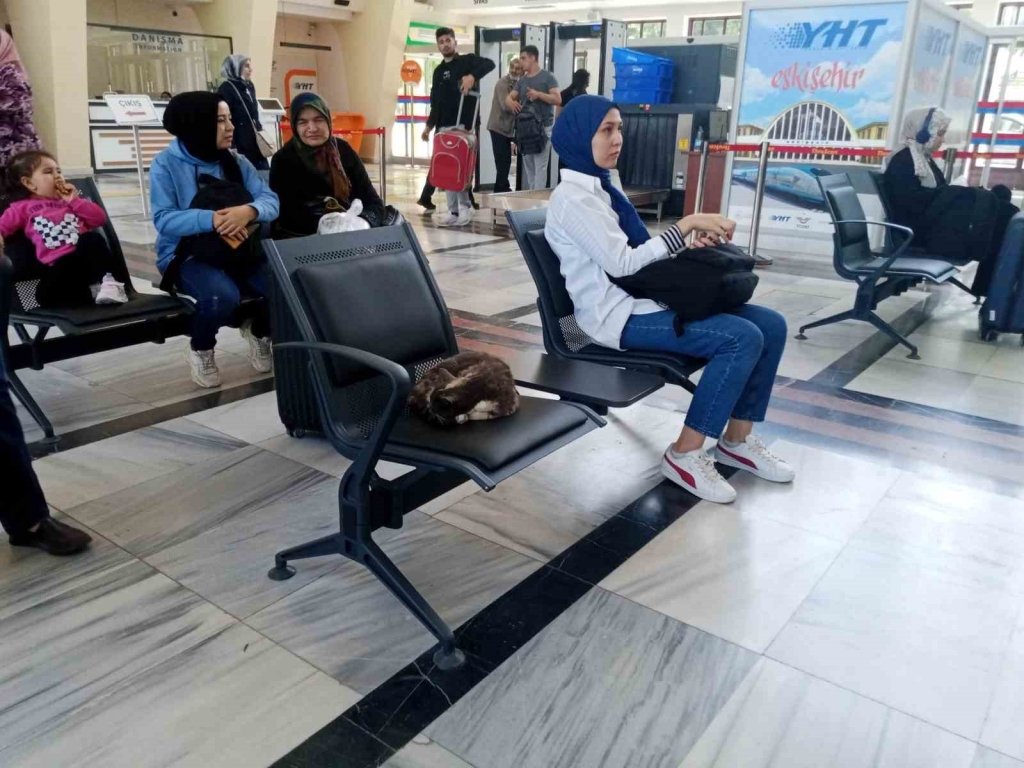 bilecik-haber_sokak-gurultusunden-kacan-kedi-sessiz-gar-ortaminda-uykusunu-aldi-6811.jpg