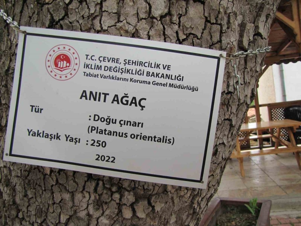 bilecik-haber_yenicekoy-deki-250-yillik-cinar-agaci-ilgi-odagi-5917.jpg