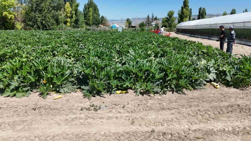 bilecik-haber_eskisehir-de-salatalik-ve-kabak-fiyatlari-ureticiyi-tatmin-edecek-seviyeye-ulasti-18114.jpg