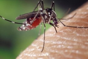 bilecik-haber_abd-de-sivrisinekten-virus-kapan-1-kisi-oldu-25835.jpg