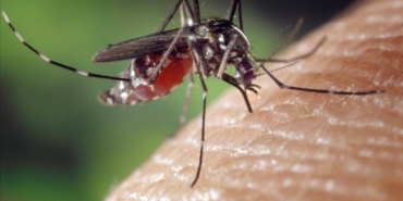 bilecik-haber_abd-de-sivrisinekten-virus-kapan-1-kisi-oldu-25835.jpg