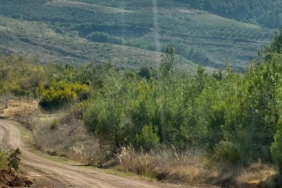 bilecik-haber_bursa-da-ormanlik-alanda-yangin-cikti-24123.jpg