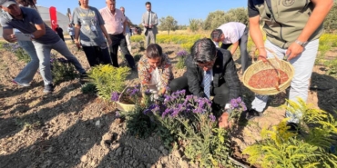 bilecik-haber_canakkale-de-sus-bitkisi-uretiminde-isbirligi-yapan-kadin-ciftciler-hasada-basladi-24994.jpg