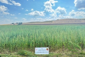bilecik-haber_edirne-de-4-milyon-128-bin-kok-hint-keneviri-ele-gecirildi-22851.jpg