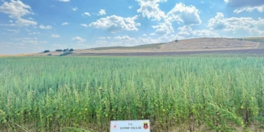 bilecik-haber_edirne-de-4-milyon-128-bin-kok-hint-keneviri-ele-gecirildi-22851.jpg