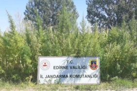 bilecik-haber_edirne-de-bir-tarlada-159-bin-kok-hint-keneviri-ele-gecirildi-24836.jpg