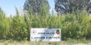 bilecik-haber_edirne-de-bir-tarlada-159-bin-kok-hint-keneviri-ele-gecirildi-24836.jpg