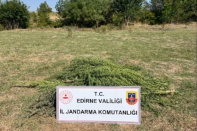 bilecik-haber_edirne-de-bir-tarlada-300-kok-hint-keneviri-ele-gecirildi-25567.jpg