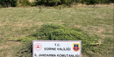 bilecik-haber_edirne-de-bir-tarlada-300-kok-hint-keneviri-ele-gecirildi-25567.jpg