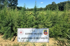 bilecik-haber_edirne-de-iki-tarlada-49-bin-500-kok-hint-keneviri-ele-gecirildi-25866.jpg