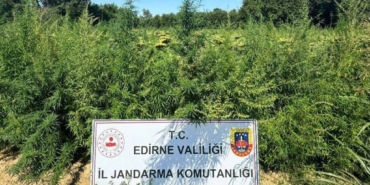 bilecik-haber_edirne-de-iki-tarlada-49-bin-500-kok-hint-keneviri-ele-gecirildi-25866.jpg